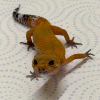 Geco leopardino