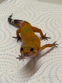 Geco leopardino