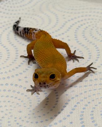 Geco leopardino