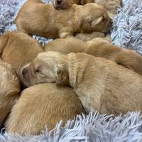 Golden retriever Americani