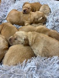 Golden retriever Americani