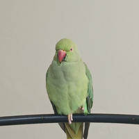 Parrocchetti dal collare