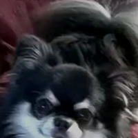 Chiuahua maschi super stalloni e. Pedigree