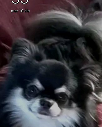 Chiuahua maschi super stalloni e. Pedigree