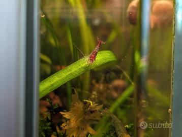 Neocaridine davidii wild e sperimentali