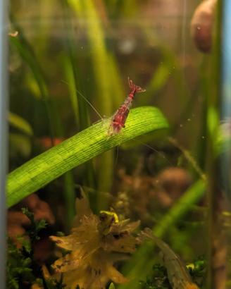 Neocaridine davidii wild e sperimentali