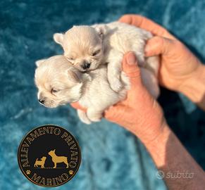 Cuccioli chihuahua