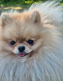 Spitz pomerania per accoppiamento