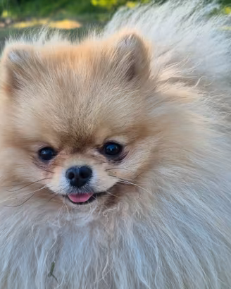 Spitz pomerania per accoppiamento