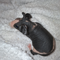 Cavia skinny