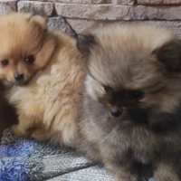 Cuccioli di Spitz tedesco nano - Pomeranian