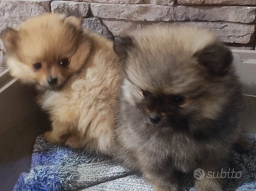 Cuccioli di Spitz tedesco nano - Pomeranian