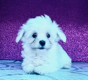 Maltesi femmine Pedigree ENCI