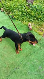 Jagd terrier