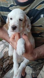 Disponibili cuccioli setter inglese