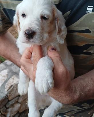 Disponibili cuccioli setter inglese