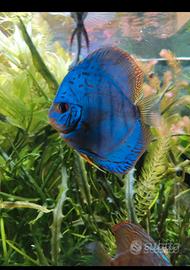 Discus blu gobalt