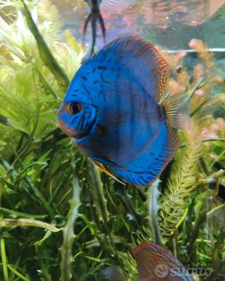 Discus blu gobalt