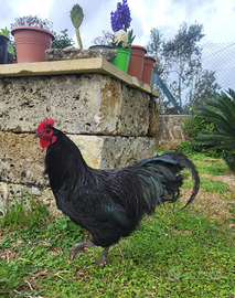 GALLO razza australorp
