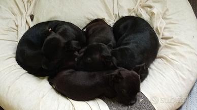 Staffordshire bull terrier