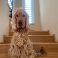 Cocker per accoppiamento