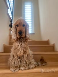 Cocker per accoppiamento