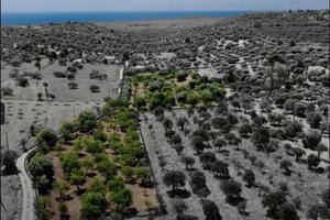 Terreno Contrada Bochini Noto 9000 MQ