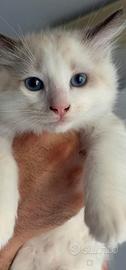 Cucciolo, genitori ragdoll con pedigree