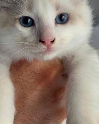Cucciolo, genitori ragdoll con pedigree