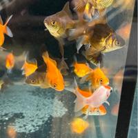 TAMASABA ORANDA GIAPPONESI per pond