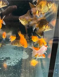 TAMASABA ORANDA GIAPPONESI per pond