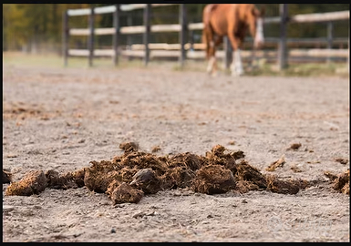 Letame equino maturo consegna a domicilio