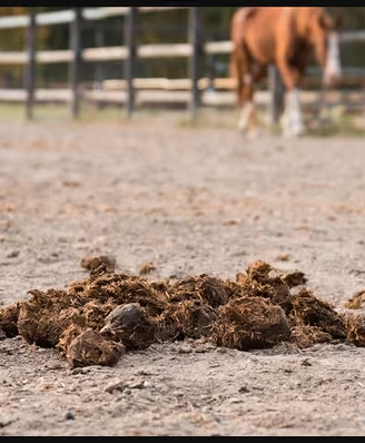 Letame equino maturo consegna a domicilio