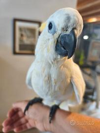 Cacatua galerita
