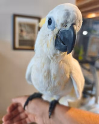 Cacatua galerita