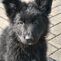 Disponibili cuccioli Past Ted Total Black Pelo Lun