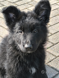 Disponibili cuccioli Past Ted Total Black Pelo Lun