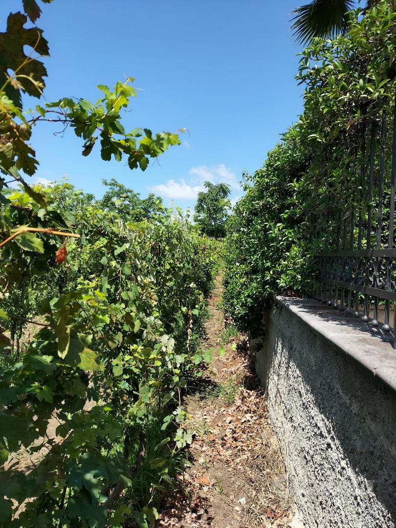 Terreno agricolo con Vigneto in piena produzione - Vista 4
