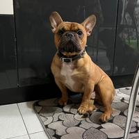 Bouledogue francese maschio