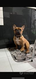 Bouledogue francese maschio