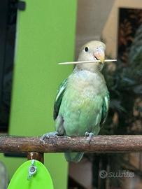 Pappagalli Inseparabili