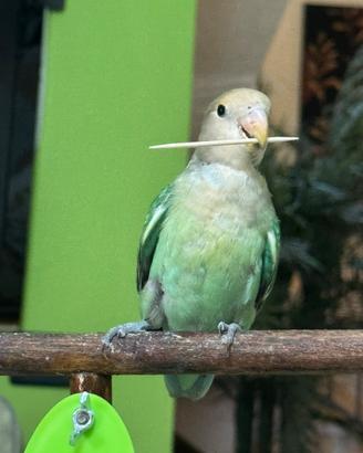 Pappagalli Inseparabili