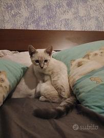 Gattino siamese