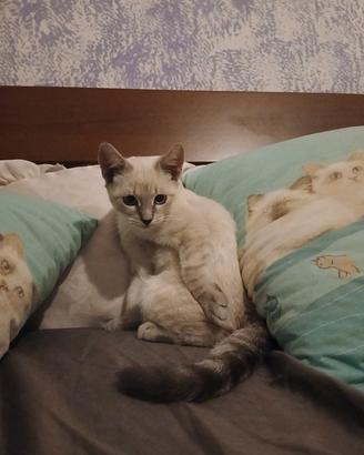 Gattino siamese