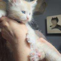 Cuccioli arancioni maine coon con occhi azzurri