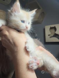 Cuccioli arancioni maine coon con occhi azzurri