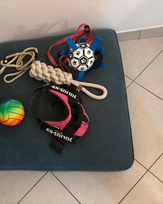 Cuscino collari giochi cane taglia media