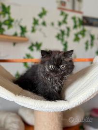 Cuccioli gatti persiani vaccinati con microchip