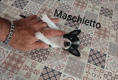 Cucciolo di chiwawa Toy