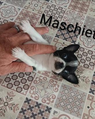 Cucciolo di chiwawa Toy